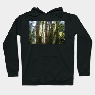 Nature's Haven Hoodie